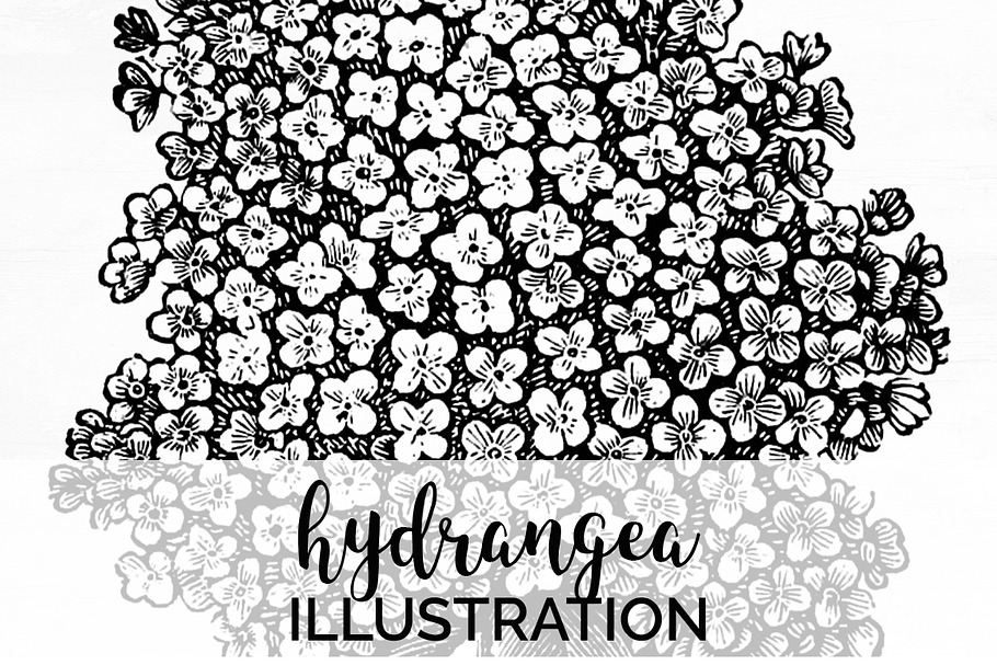 hydrangea Vintage Flowers in Illustrations - product preview 8