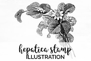hepatica stamp Vintage Flowers