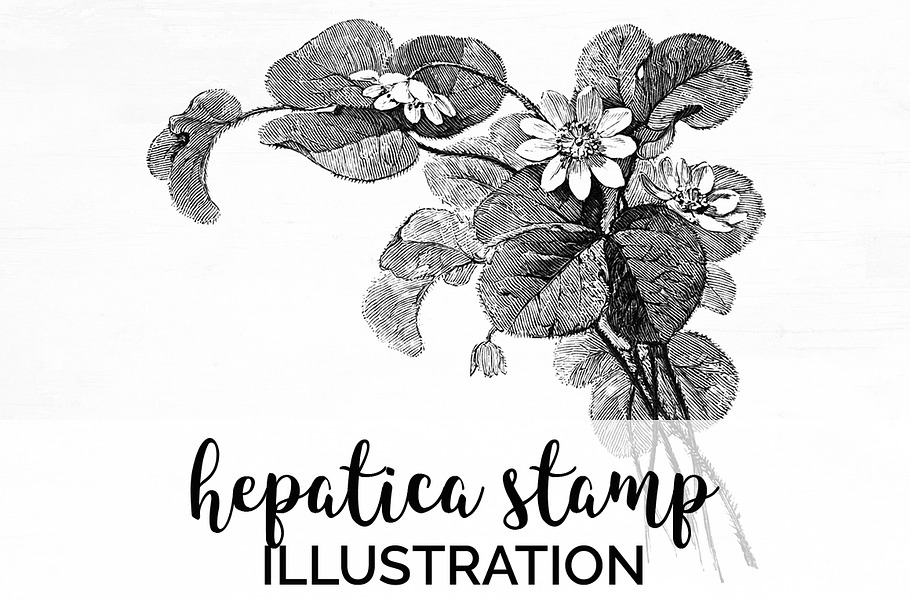 hepatica stamp Vintage Flowers