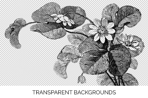 hepatica stamp Vintage Flowers in Illustrations - product preview 2