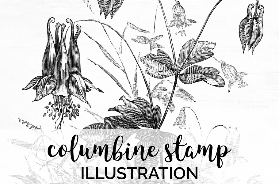 columbine stamp Vintage Flowers in Illustrations - product preview 8