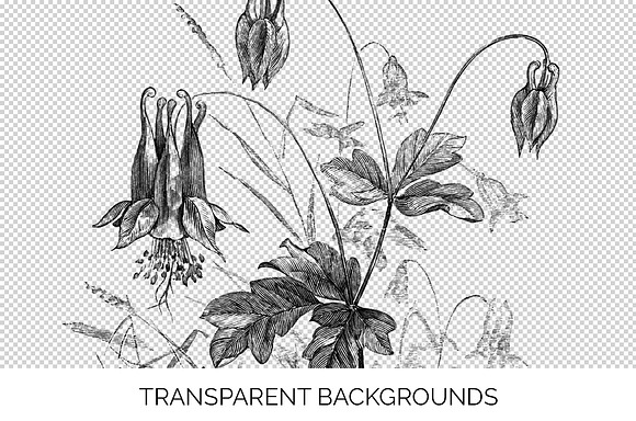 columbine stamp Vintage Flowers in Illustrations - product preview 2