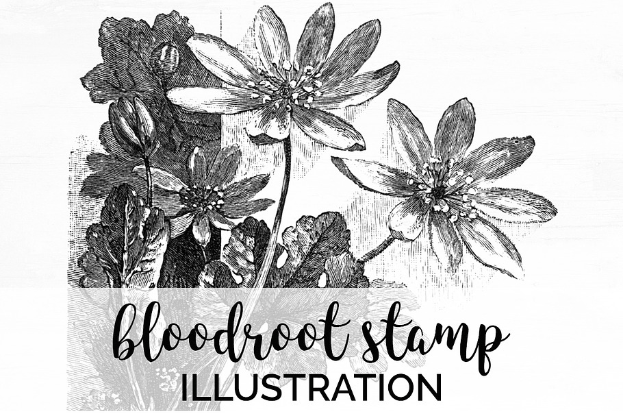 bloodroot stamp Vintage Flowers