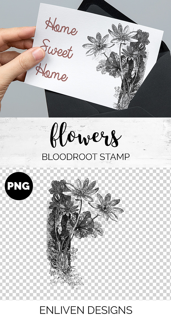 bloodroot stamp Vintage Flowers in Illustrations - product preview 1