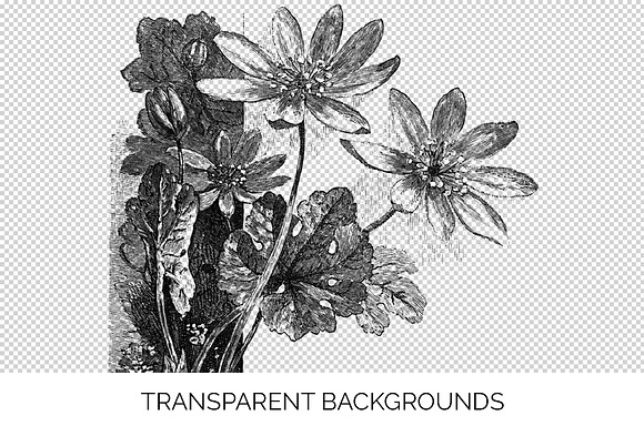 bloodroot stamp Vintage Flowers in Illustrations - product preview 2