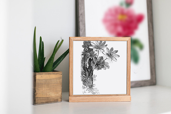 bloodroot stamp Vintage Flowers in Illustrations - product preview 3
