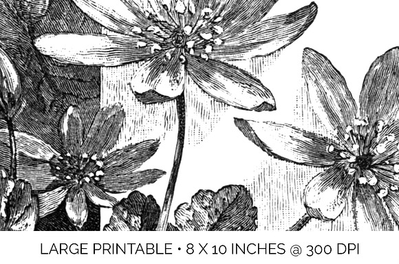 bloodroot stamp Vintage Flowers in Illustrations - product preview 4