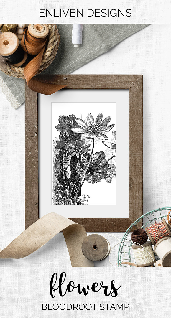bloodroot stamp Vintage Flowers in Illustrations - product preview 7