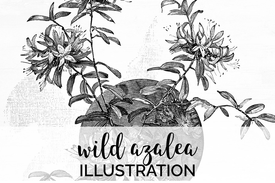 wild azalea Vintage Flowers
