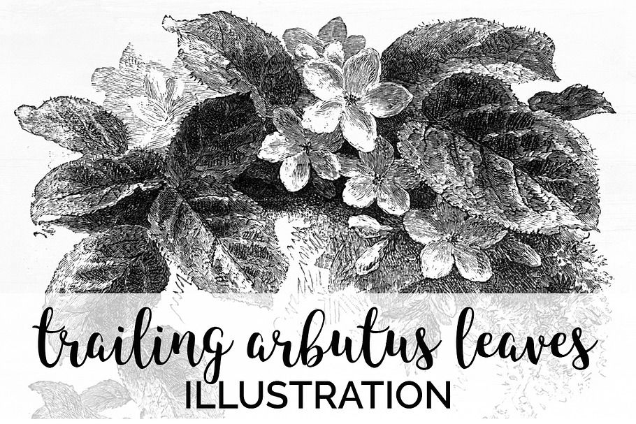 trailing arbutus leaves Vintage