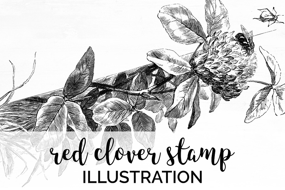red clover stamp Vintage Flowers