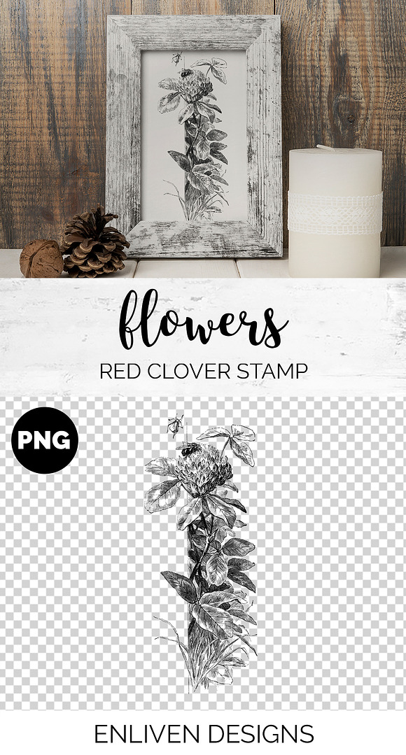 red clover stamp Vintage Flowers in Illustrations - product preview 1