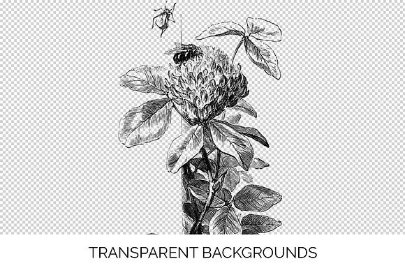 red clover stamp Vintage Flowers in Illustrations - product preview 2