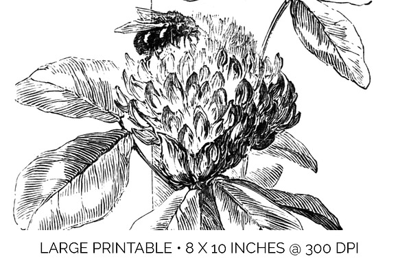red clover stamp Vintage Flowers in Illustrations - product preview 4