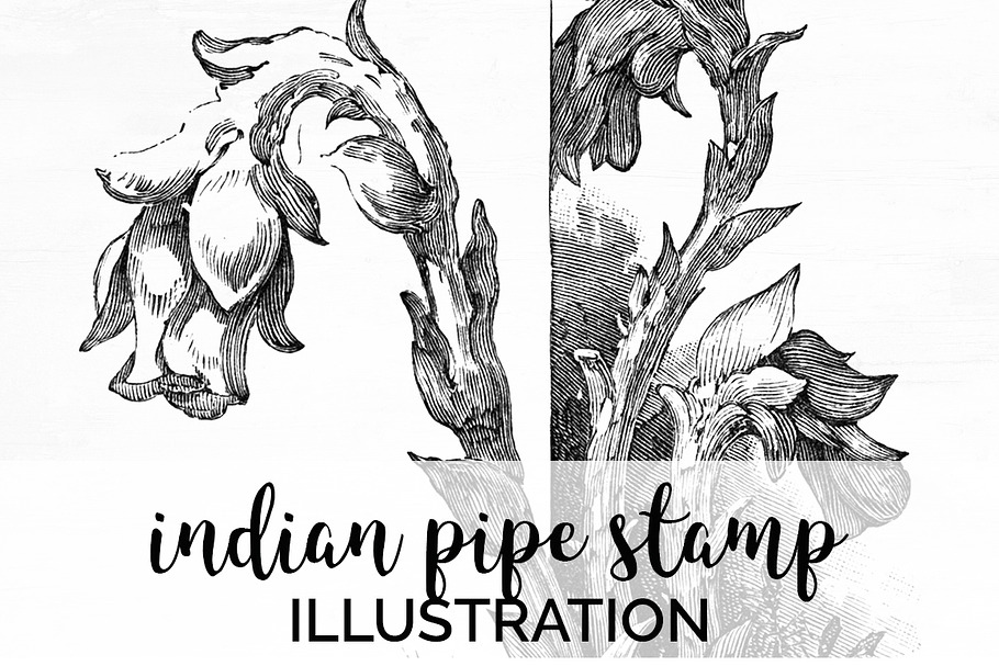 indian pipe stamp Vintage Flowers