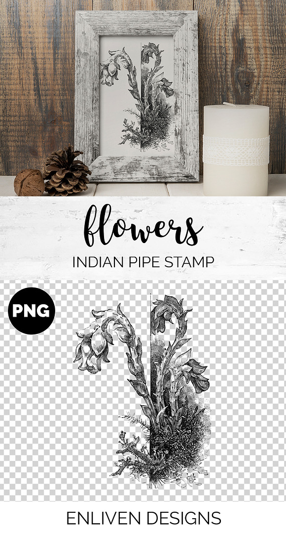 indian pipe stamp Vintage Flowers in Illustrations - product preview 1