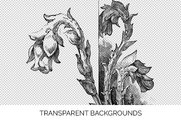 indian pipe stamp Vintage Flowers in Illustrations - product preview 2