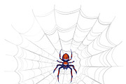 Exotic danger spider on web