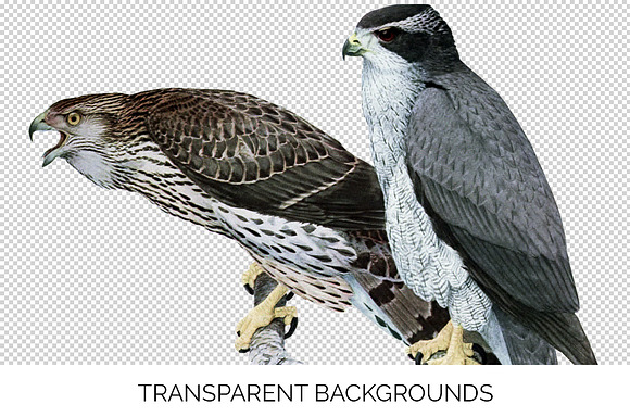 goshawk in Illustrations - product preview 2