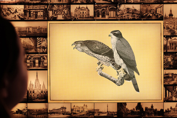 goshawk in Illustrations - product preview 3
