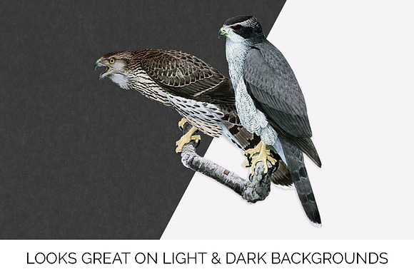 goshawk in Illustrations - product preview 6