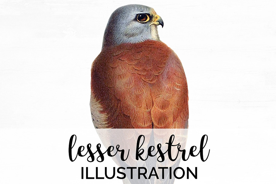 lesser kestrel in Illustrations - product preview 8
