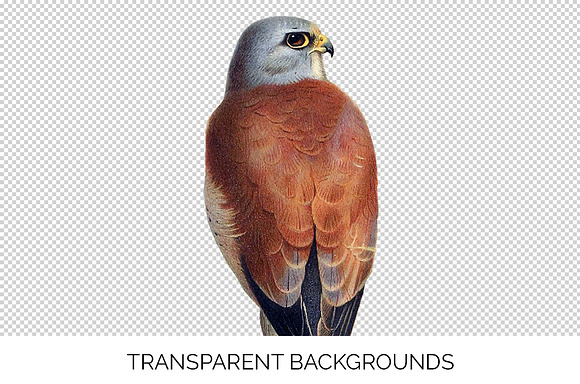 lesser kestrel in Illustrations - product preview 2