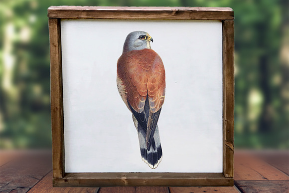 lesser kestrel in Illustrations - product preview 3