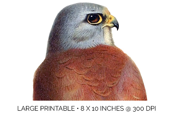 lesser kestrel in Illustrations - product preview 4
