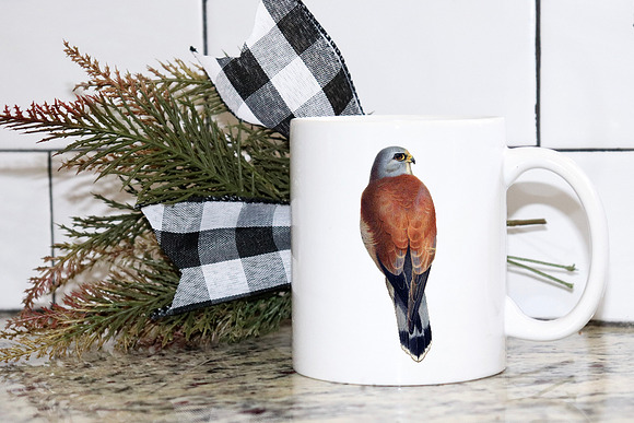 lesser kestrel in Illustrations - product preview 5