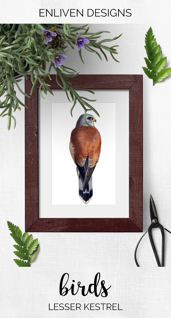 lesser kestrel in Illustrations - product preview 7