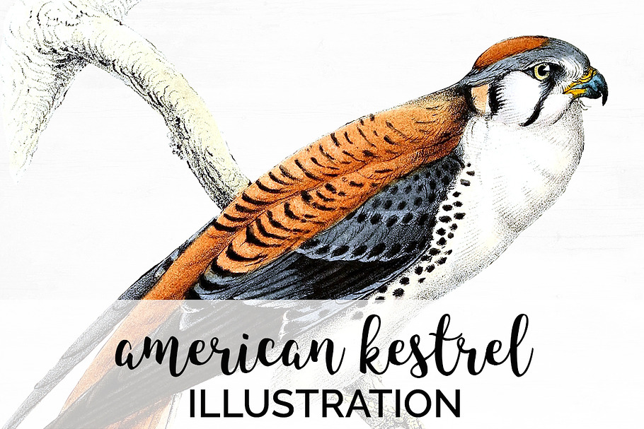 american kestrel in Illustrations - product preview 8