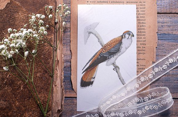 american kestrel in Illustrations - product preview 1