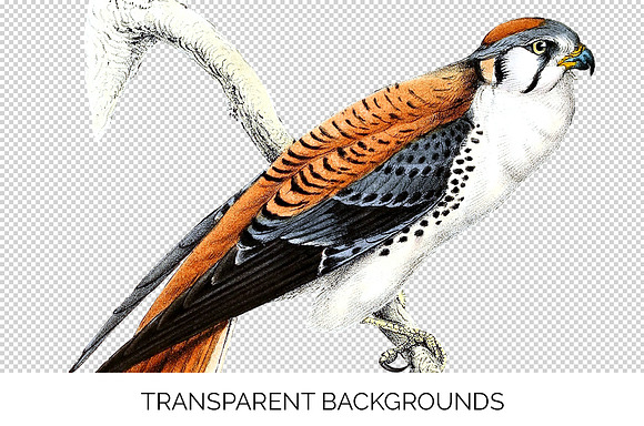 american kestrel in Illustrations - product preview 2
