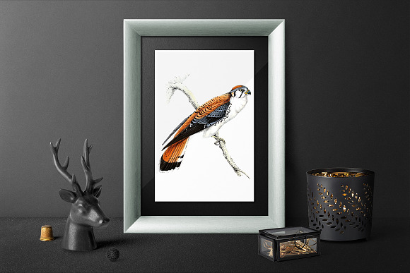 american kestrel in Illustrations - product preview 3