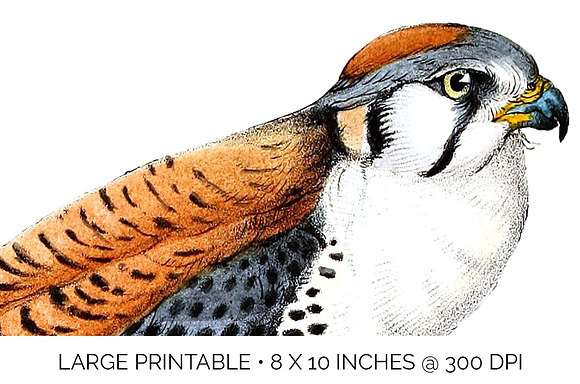 american kestrel in Illustrations - product preview 4