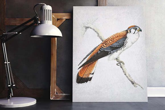 american kestrel in Illustrations - product preview 5