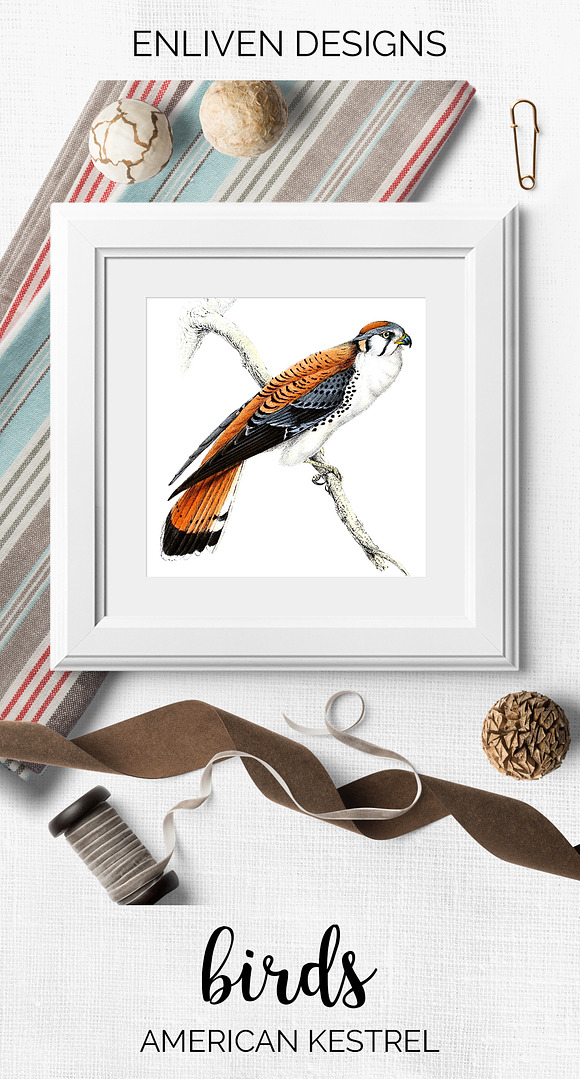 american kestrel in Illustrations - product preview 7