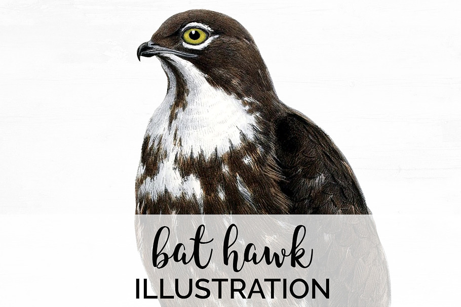 bat hawk in Illustrations - product preview 8