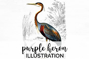 purple heron