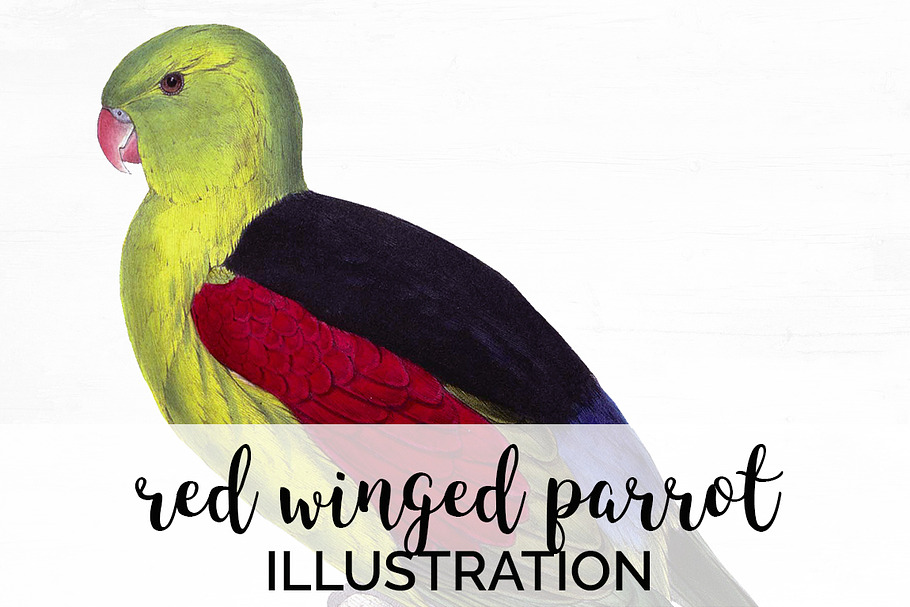 red winged parrot in Illustrations - product preview 8