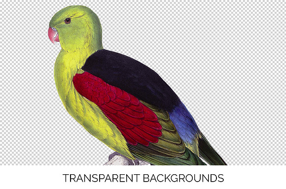 red winged parrot in Illustrations - product preview 2