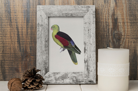 red winged parrot in Illustrations - product preview 3