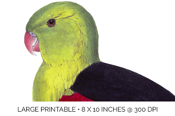red winged parrot in Illustrations - product preview 4