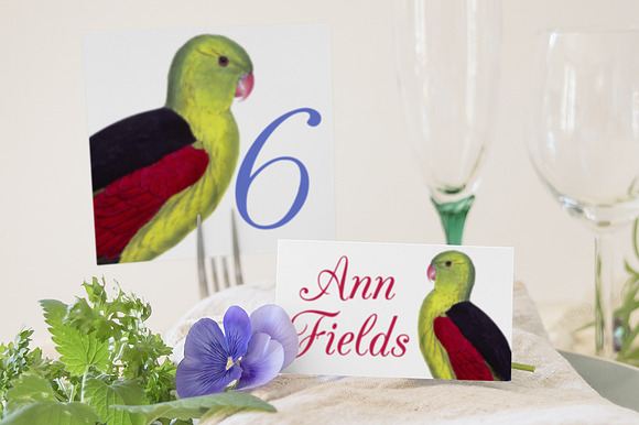 red winged parrot in Illustrations - product preview 5