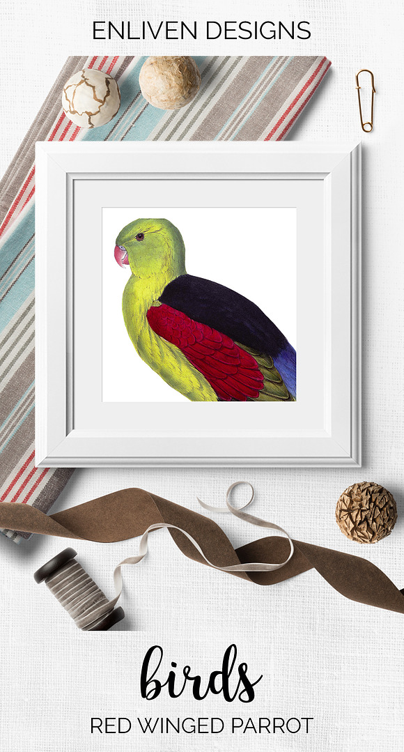 red winged parrot in Illustrations - product preview 7