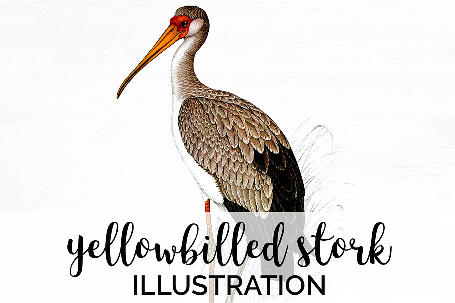 yellowbilled stork in Illustrations - product preview 8