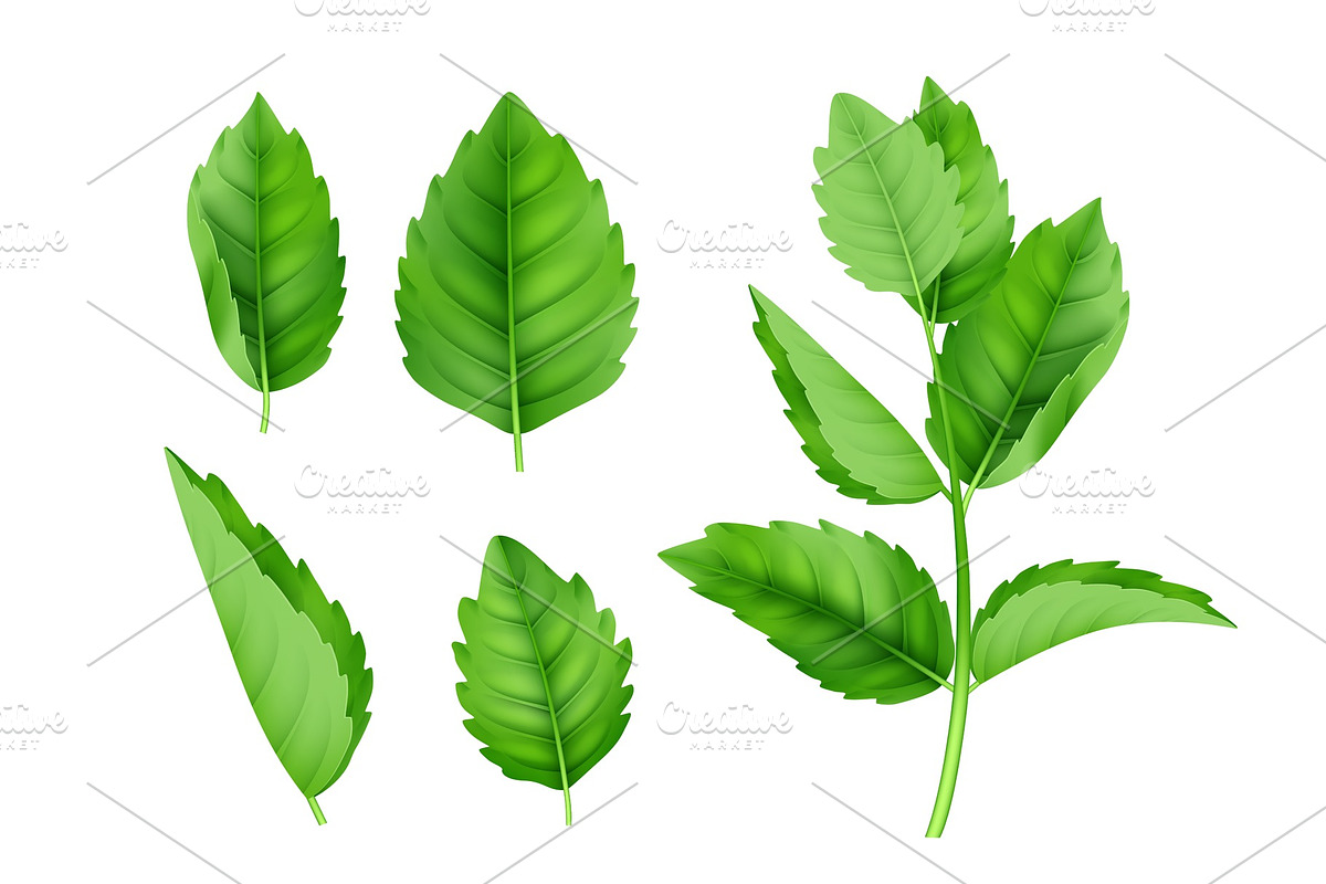 Mint leaves. Menthol spearmint fresh in Graphics - product preview 8
