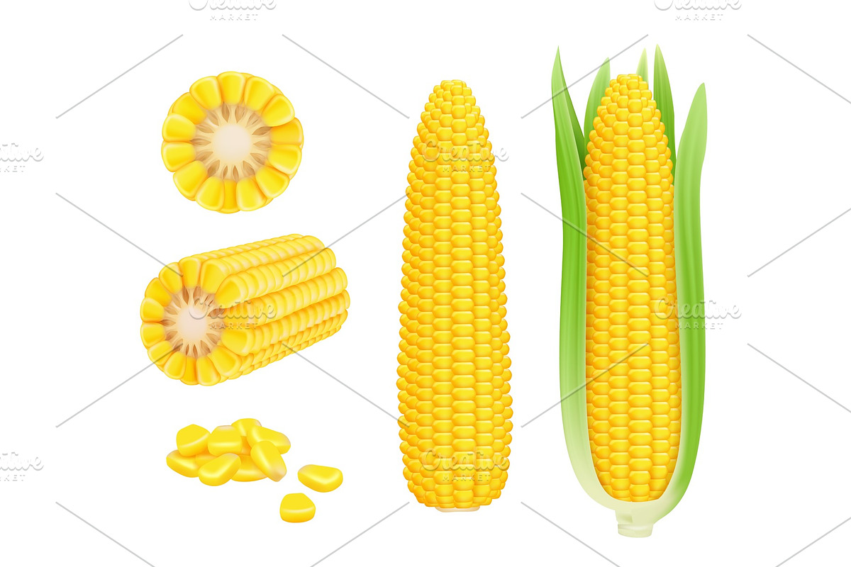 Corn cob realistic. Yellow canned in Graphics - product preview 8