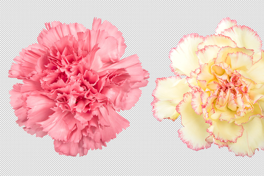 Carnation flower transparent PNG